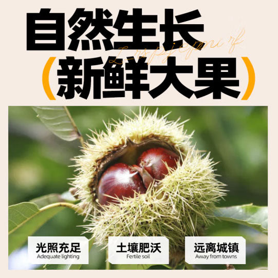 【桂西北】甜栗100g*3袋(每袋约16颗,共48颗)广西特产板栗仁 双层包装 肉质细腻 甜糯清香