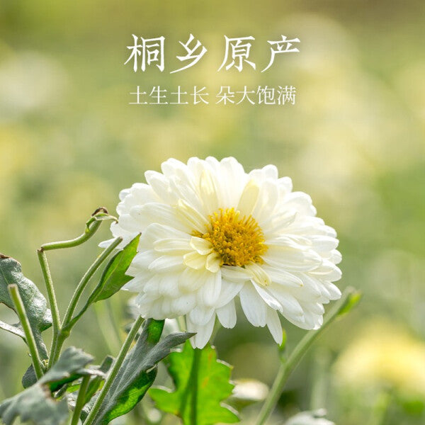 【西湖牌】杭白菊菊花茶150g/袋 特级 易冲泡 清润甘甜 防火防燥防贴膘