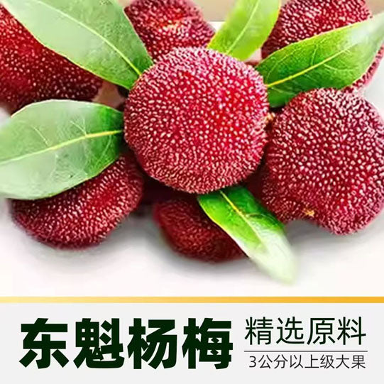 【泉利堂】爆汁杨梅308g/袋 精选3公分以上东魁杨梅制作 个大饱满 核小肉厚